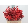 Euca Stuart Stabil Red Glow