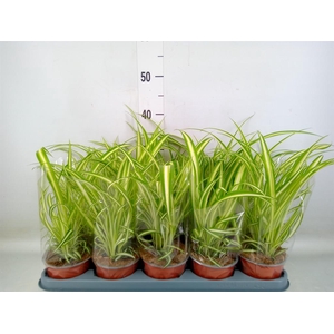 Chlorophytum com. 'Variegatum'