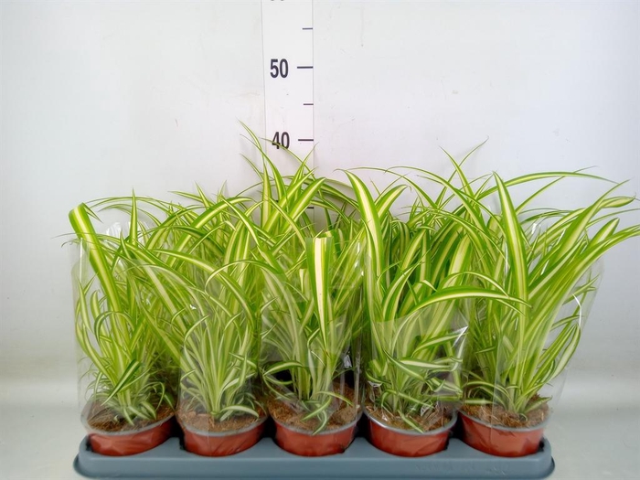 <h4>Chlorophytum com. 'Variegatum'</h4>