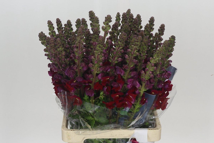 <h4>Antirrhinum Potomac Red</h4>