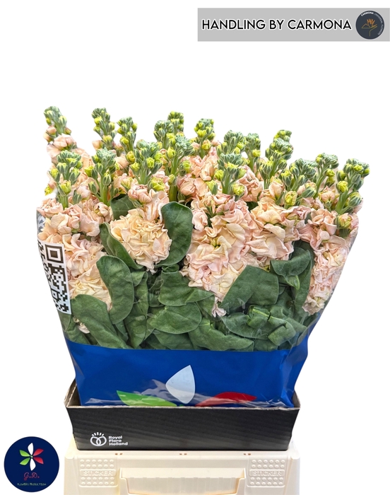 <h4>MATTH IRON APRICOT</h4>