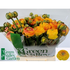 Ran Aazur Orange Str