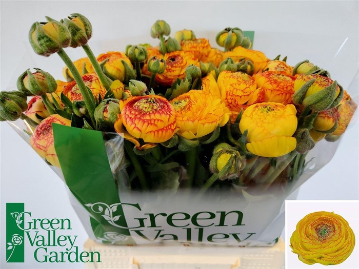 <h4>Ran Aazur Orange Str</h4>