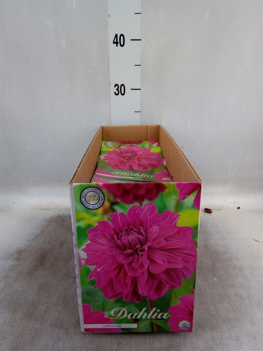 <h4>Dahlia   ...flowerbulbs</h4>