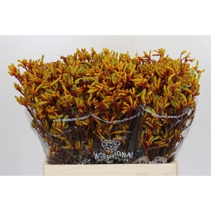 Kangaroo Paw Gold Fever