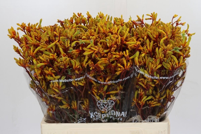 <h4>Anigozanthos Gold Fever</h4>