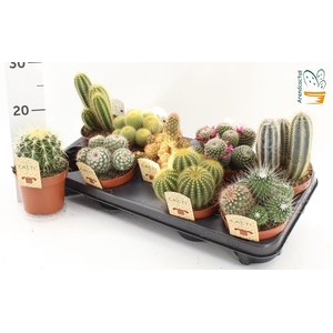 Cactus gemengd