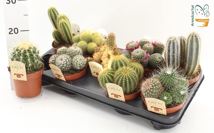 <h4>Cactus gemengd</h4>