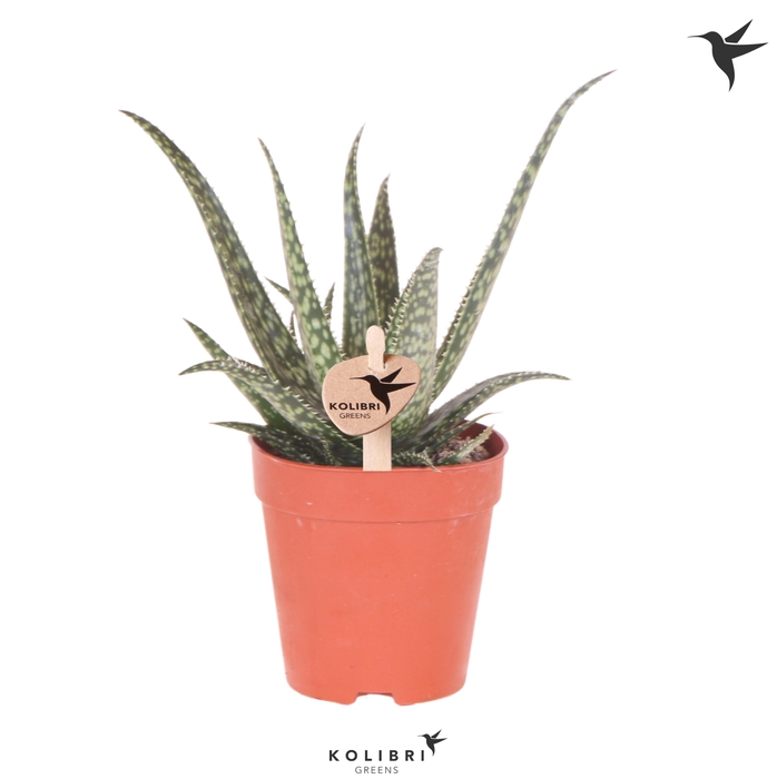 <h4>Aloe Saponi</h4>