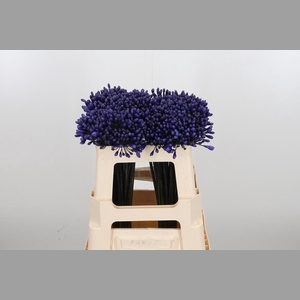 Agapanthus Intermedia