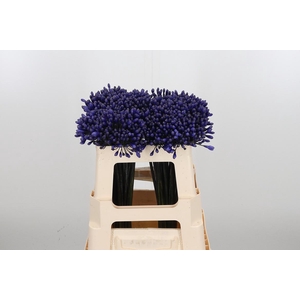 Agapanthus Intermedia