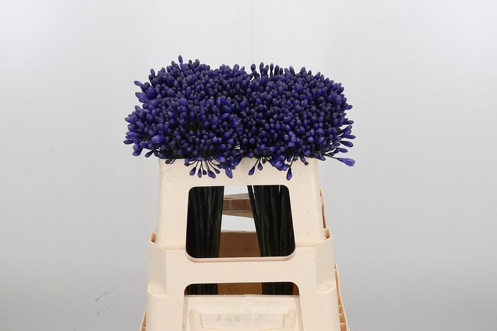 <h4>Agapanthus Intermedia</h4>