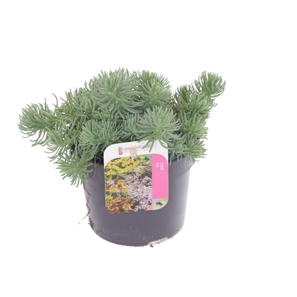 <h4>Sedum forsterianum Oracle</h4>