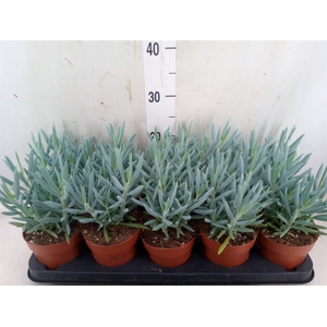 Curio ficoides 'Mount everest'