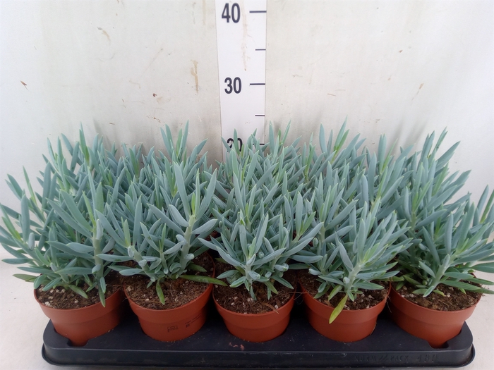 <h4>Curio ficoides 'Mount everest'</h4>