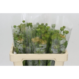 Ranunculus Moderna Jupiter