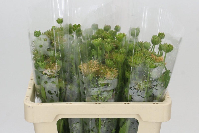 <h4>Ranunculus Moderna Jupiter</h4>