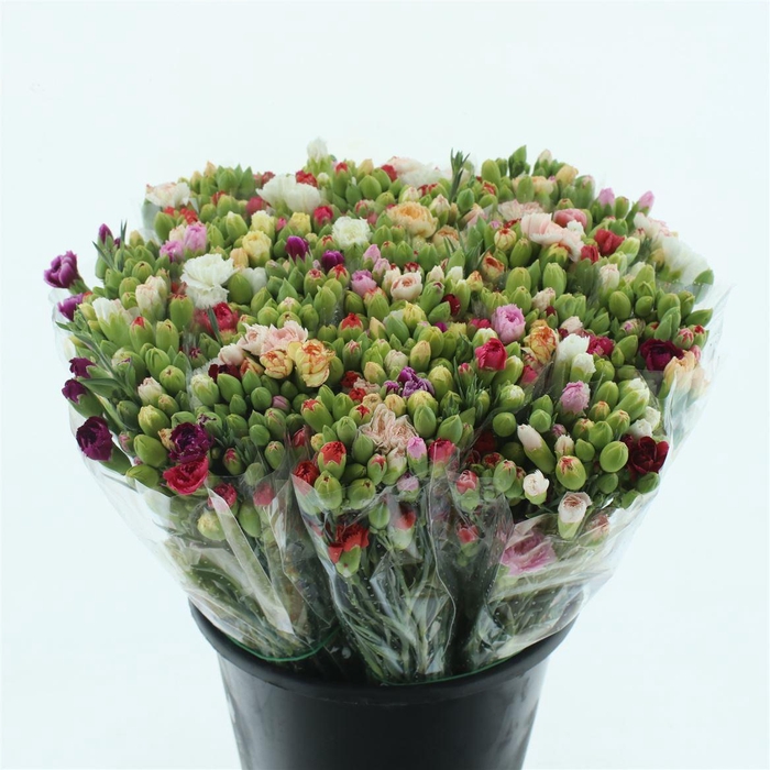 <h4>Di Tr Mix In Bunch (arlechino)</h4>