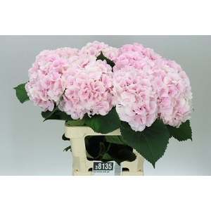 Hyd Verena Pink Pale