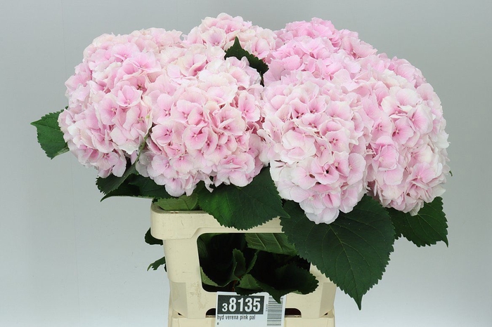 <h4>Hyd Verena Pink Pale</h4>