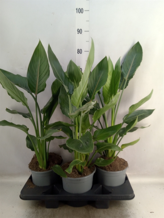 <h4>Strelitzia reg.</h4>