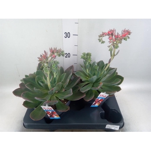 Echeveria  'Blue Prince'