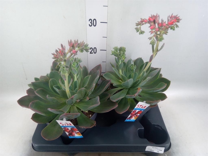 <h4>Echeveria  'Blue Prince'</h4>