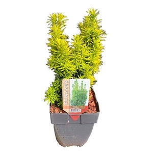 Taxus baccata 'David' P17