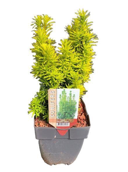 <h4>Taxus baccata 'David' P17</h4>