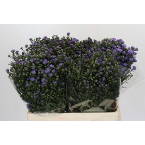 Aster Baby Blue