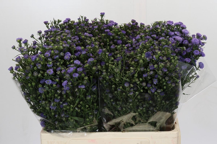 <h4>Aster Baby Blue</h4>