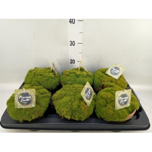 Arr.   Tuinplanten L%