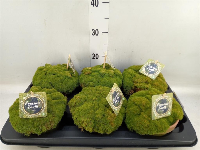 <h4>Arr.   Tuinplanten L%</h4>