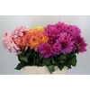 Dahlia Gemengd in fust