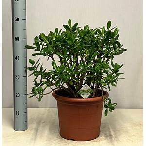 CRASS OVATA