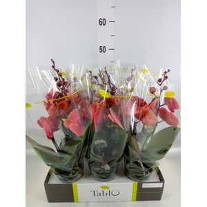 Phalaenopsis   ...orange