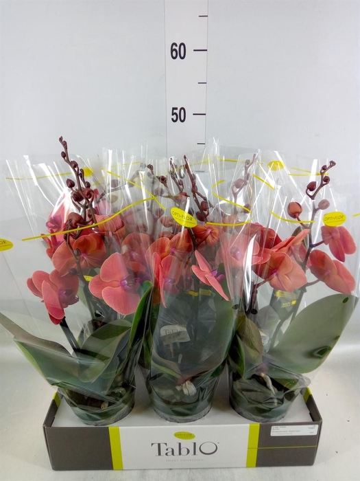 <h4>Phalaenopsis   ...orange</h4>