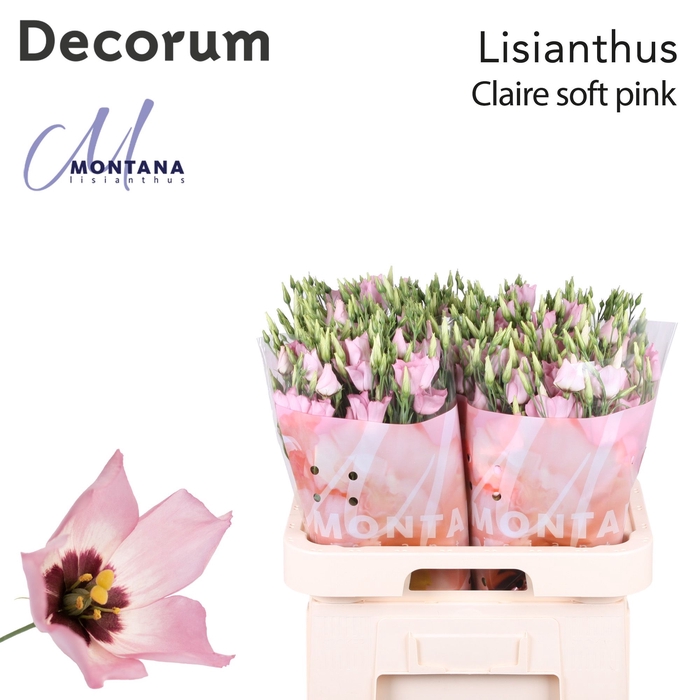 <h4>Eust Claire Soft Pink Montana</h4>