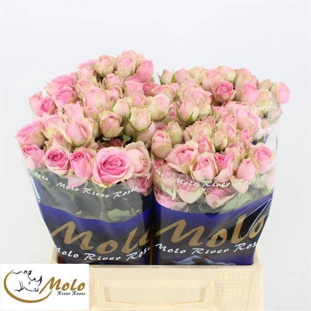 <h4>R TR DINARA</h4>