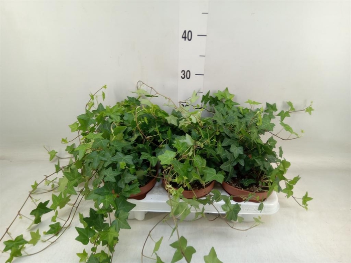 <h4>Hedera helix 'Pittsburgh'</h4>