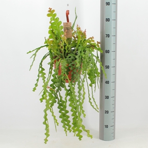 Epiphyllum anguliger