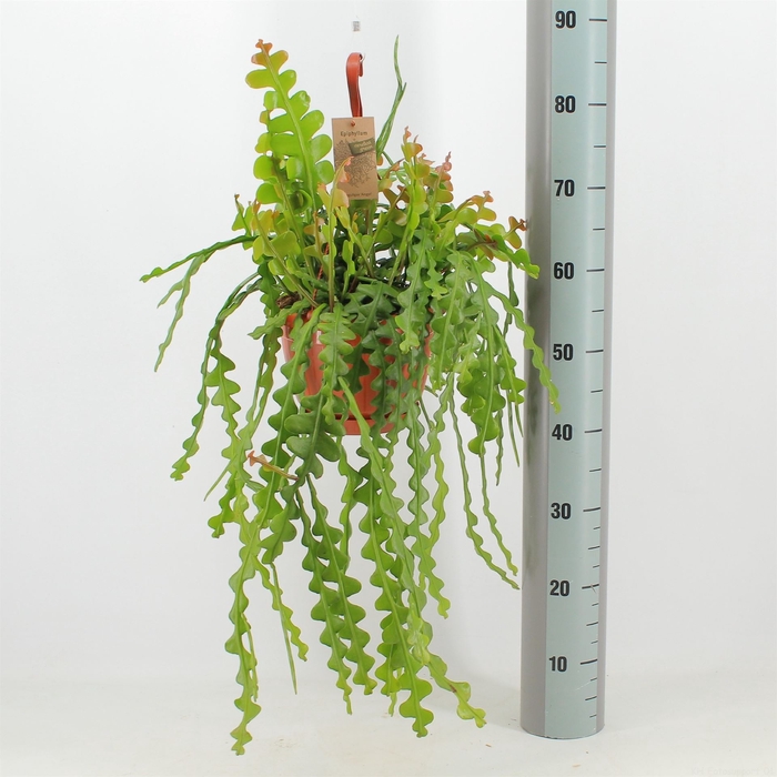 <h4>Epiphyllum anguliger</h4>