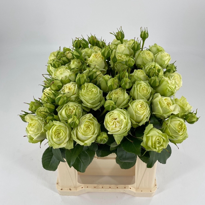 <h4>R TR WEDDING PIANO</h4>