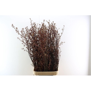 Didiscus White