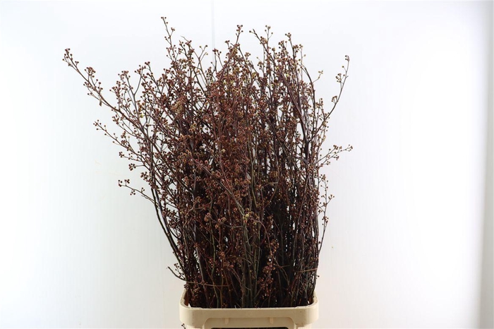 <h4>Didiscus White</h4>