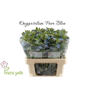 OXY CO TAN PURE BLU