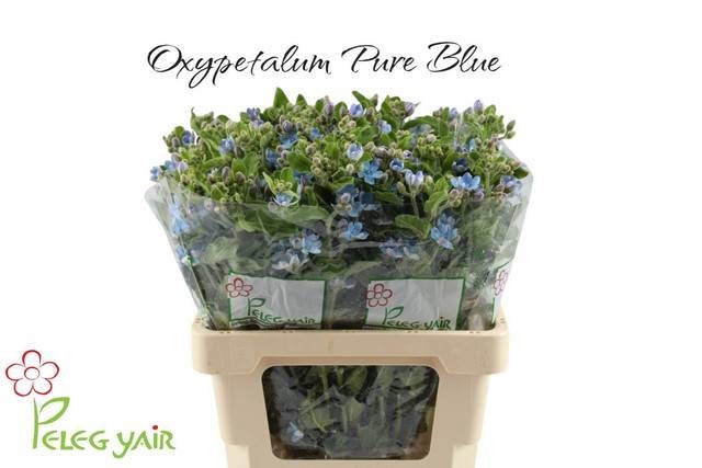 <h4>OXY CO TAN PURE BLU</h4>