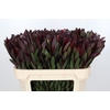 Leucadendron Saf Sunset Dark R.