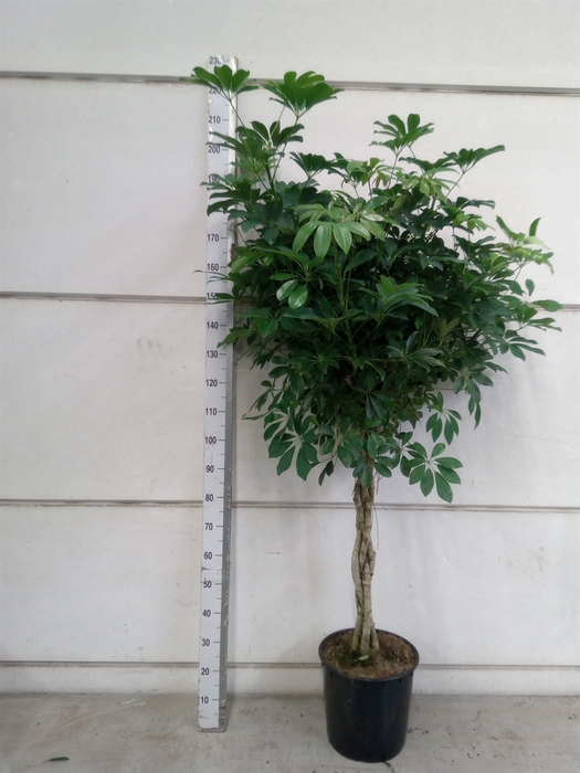 <h4>Schefflera arbor. 'Compacta'</h4>