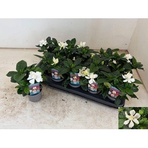 GARDENIA JASMINOIDES